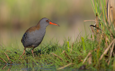 Water Rails - Rallus aquaticus