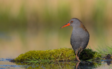 Water Rails - Rallus aquaticus