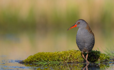 Water Rails - Rallus aquaticus