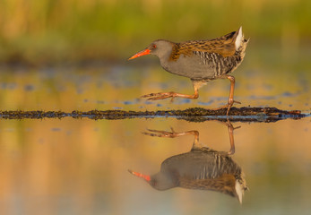 Water Rails - Rallus aquaticus