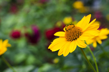 Yellow flower in a green garden