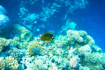 Obraz na płótnie Canvas Multicolored fish swim over the coral reef.