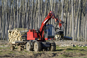 The harvester working in a Poplar forest