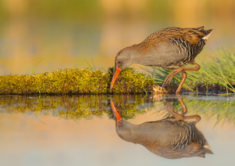 Water Rail - Rallus aquaticus