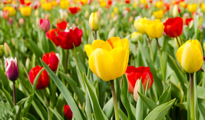 Glück, Lebensfreude, Frühlingserwachen, Leben: Buntes, duftendes Blumenfeld im Frühling :)