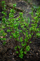 Currant bush in the garden. Selective focus.