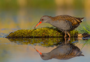 Water Rail - Rallus aquaticus