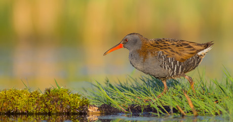 Water Rail - Rallus aquaticus