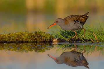 Water Rail - Rallus aquaticus