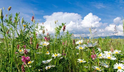 Frühlingserwachen: Meditation, Relaxen in Blumenwiese mit leuchtend schönen Margeriten :)