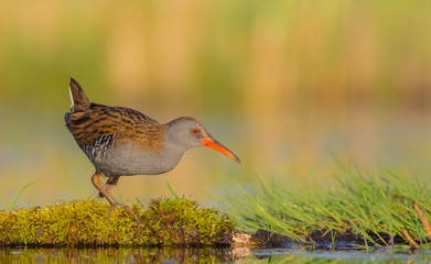 Water Rail - Rallus aquaticus