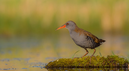 Water Rail - Rallus aquaticus