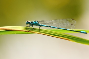 Beautiful dragonfly. Macro shot of nature. Libellula depressa. Insects close up.