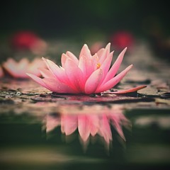 Flower. Beautiful blooming water lily on the water surface. Natural colorful blurred background....