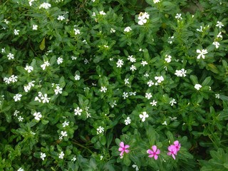 Vinca Rosea, Periwinkle, Sadabahar
