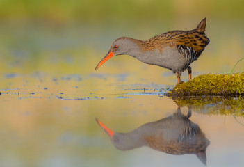 Water Rail - Rallus aquaticus