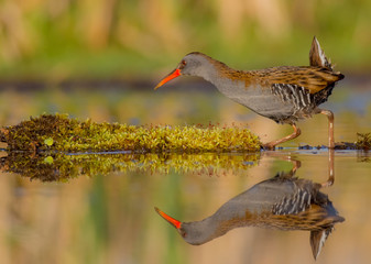 Water Rail - Rallus aquaticus