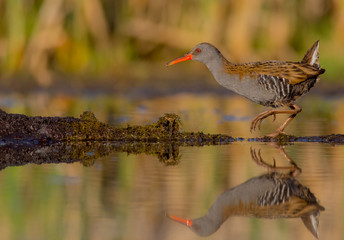 Water Rail - Rallus aquaticus