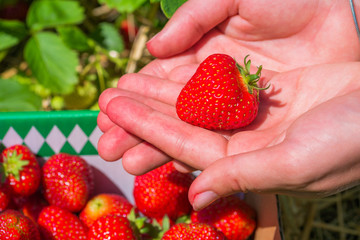 Fresh picked strawberrie helds in open hands