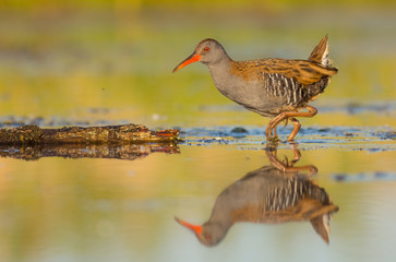 Water Rail - Rallus aquaticus