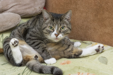 gray and white tabby cat