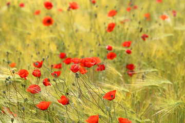 Fototapeta premium Photo of beautiful red poppies