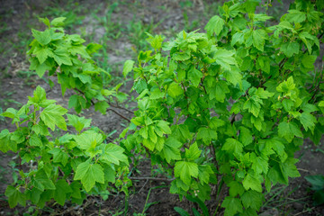 Currant bush in the garden. Selective focus.