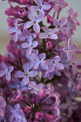 Purple lilac on a light background.Magical blooming garden