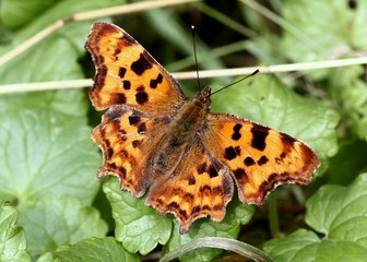 European Comma or Anglewing Butterfly (Polygonia c-album).