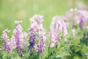 Obraz premium Beautiful lilac wildflowers on sunny summer day
