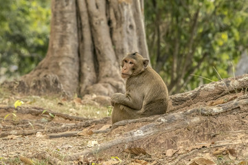 Naklejka na ściany i meble Macaque monkey Angkor Asia