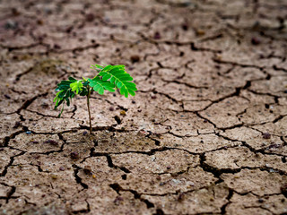 Little tree growing in dry ground