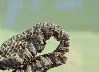 Hornet's nest is polist with honey reserves in honeycombs. Vespiary