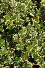 Fototapeta na wymiar Houx aquifolium argentea marginata