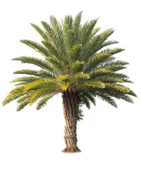 Green beautiful palm tree isolated on white background