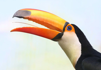 Head and bill of a South American Common or Toco Toucan (Ramphastos toco) isolated on bluesky background.