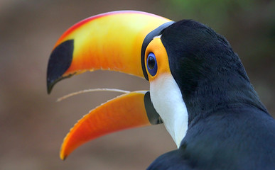 Head and bill of a quirky South American Common Toucan (Ramphastos toco) in close-up.
