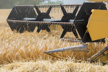 Harvesting barley with combine harvester