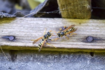 Two wasps polists sit opposite each other in a shed.
