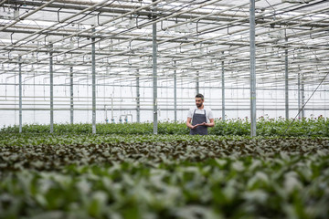 Concentrated young man standing in greenhouse near plants