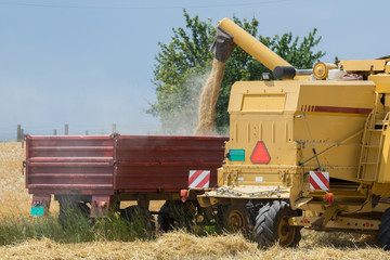 Harvesting barley with combine harvester