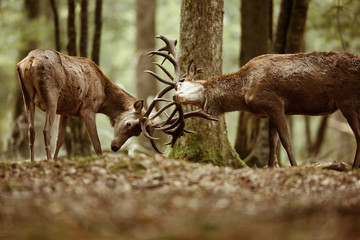 cerf brame combat forêt mammifère roi bois bois sauvage animal