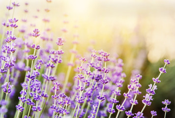 Lavender bushes closeup on evening light. Blooming bush of lavender closeup. Provence region of france.