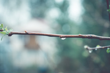 Apple branches in the garden. Selective focus.