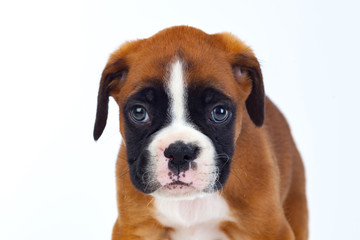 Adorable boxer puppy sitting