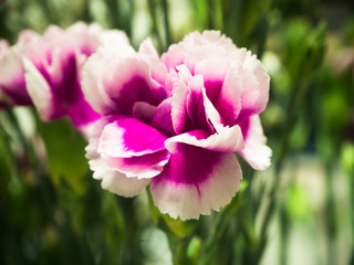 Obraz na płótnie Canvas pink flower and blur green leaves background