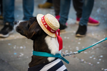 Cane di Venezia © fotoforfun