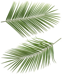 Obraz premium Coconut palm tree long leaves set 2 isolated