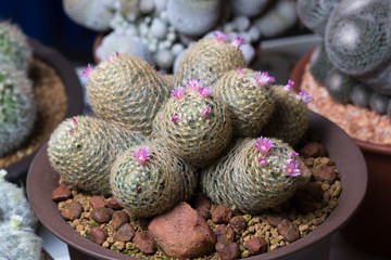 Cactus with flowers on dark background.