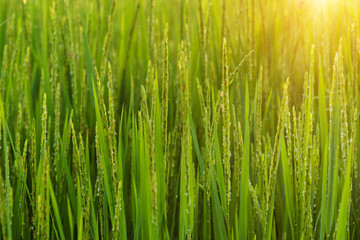 Fresh green rice plants in the field with sunlight.